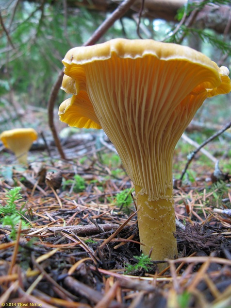 Chanterelle Mushrooms